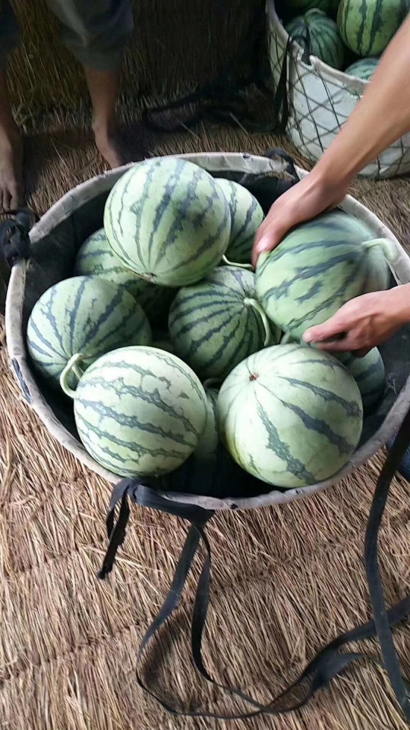 江苏早佳西瓜直升苗6到10斤西瓜大量上市中量大从优