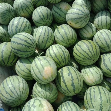 江苏早佳西瓜直升苗6到10斤西瓜大量上市中量大从优