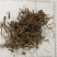 珍珠草，中药材常年批发一公斤包邮量大从优