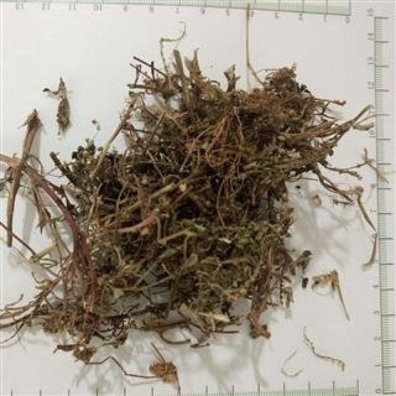 珍珠草，中药材常年批发一公斤包邮量大从优