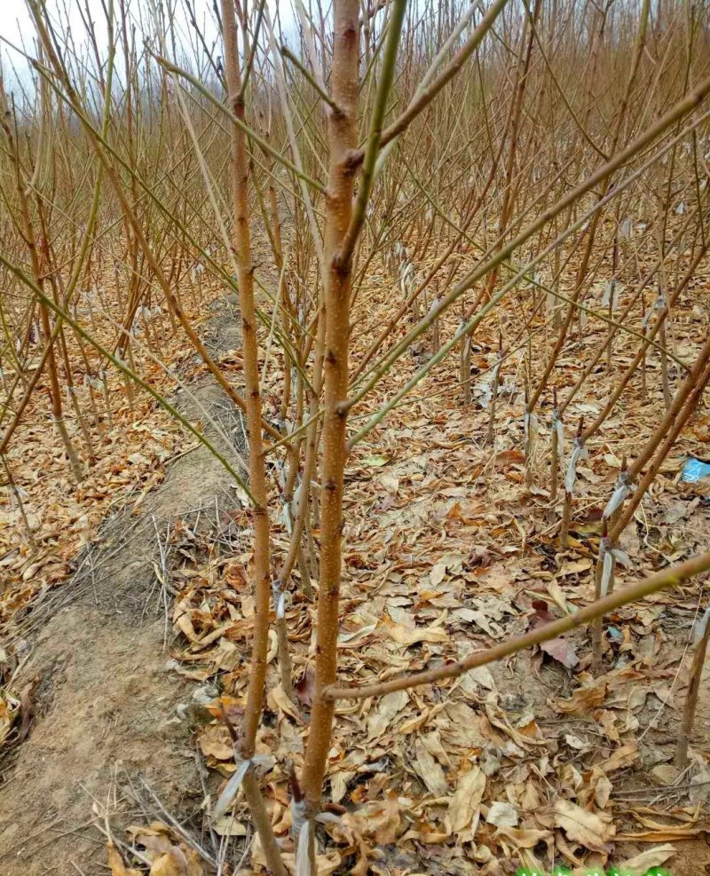 芒果味黄桃苗,黄金密1号,4号桃苗,大型育苗基地。