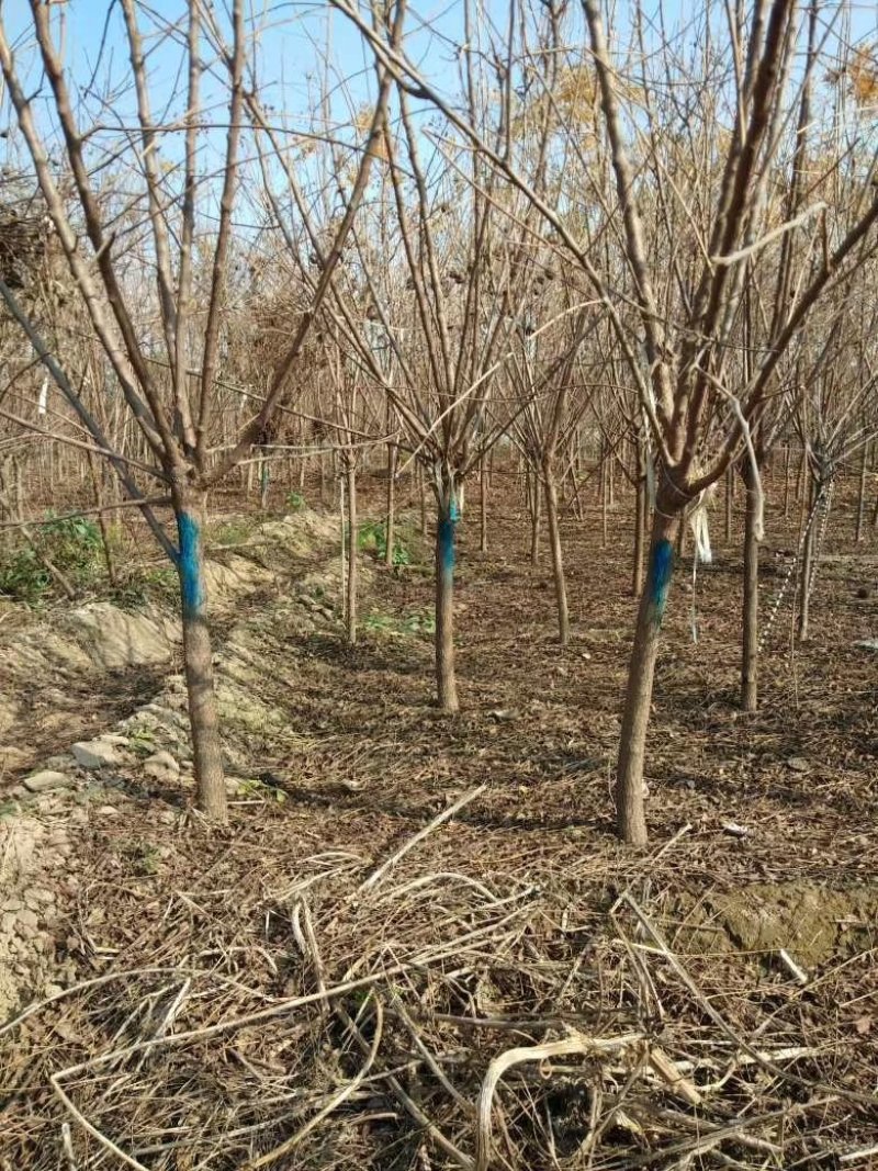 紫叶李：根系发达质量有保证价格合理可以实地考察支持线上