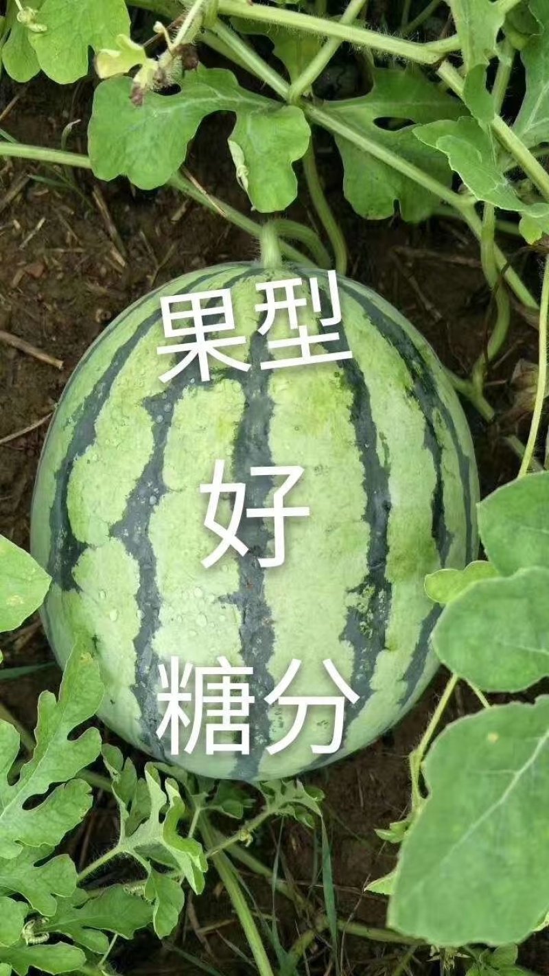 【头茬】新沂美都西瓜甜份高皮薄多汁甘甜可口