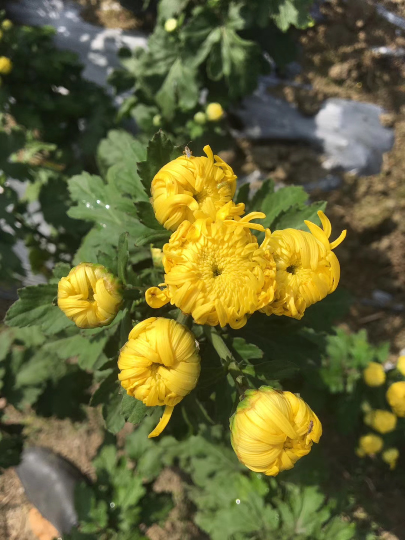 金丝皇菊苗，大量有货