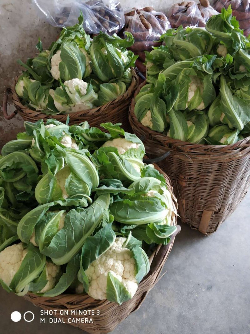 光头白花菜花精品光头紧花现货乳白色产地直供一手