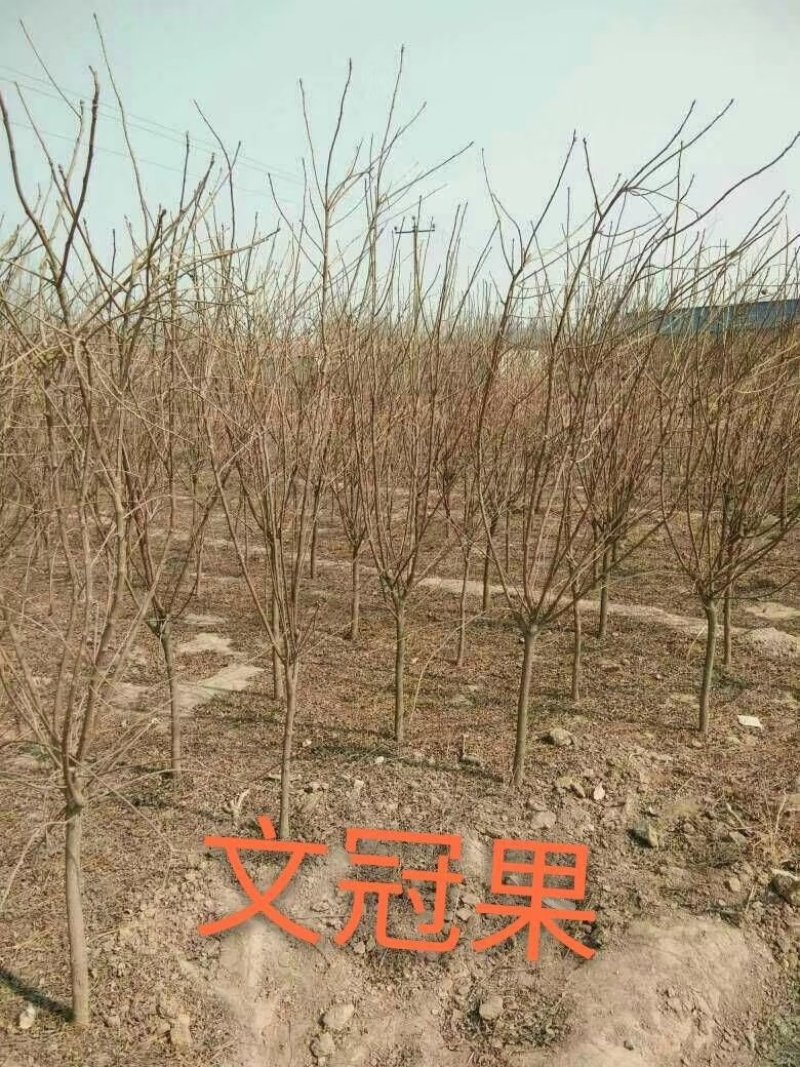 文冠果：根系发达质量有保证价格合理可以实地考察支持线上
