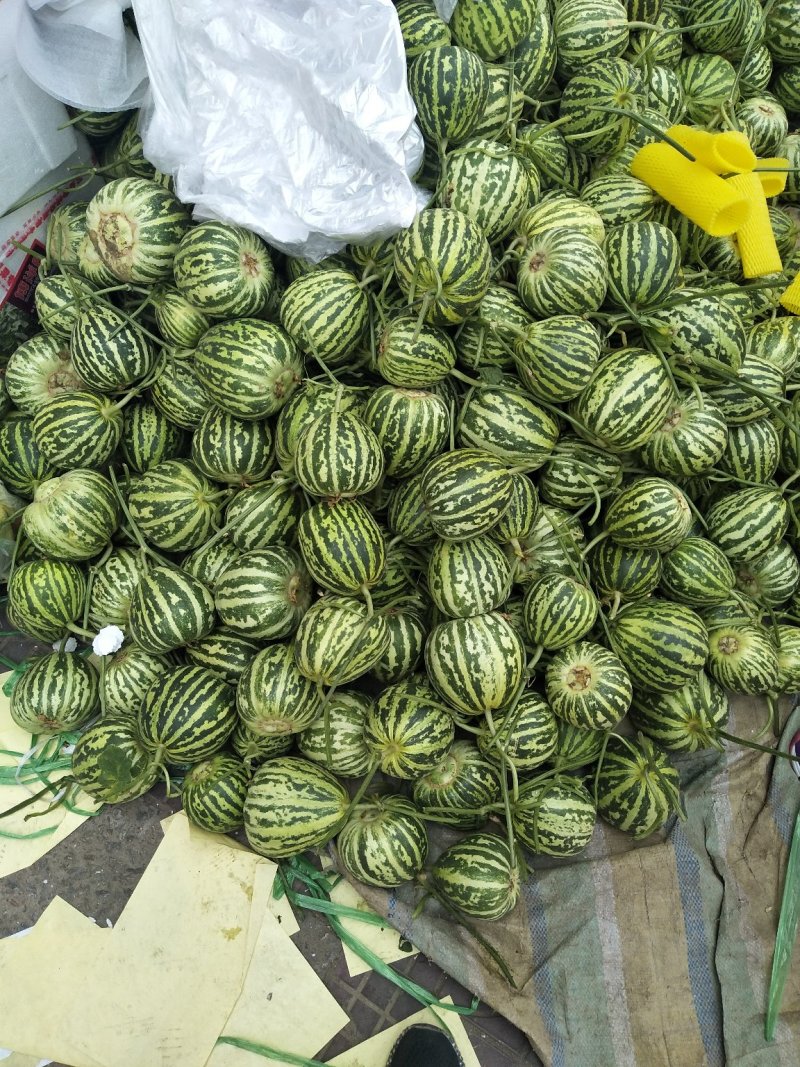 甜瓜，花蕾甜瓜皮薄肉厚香甜