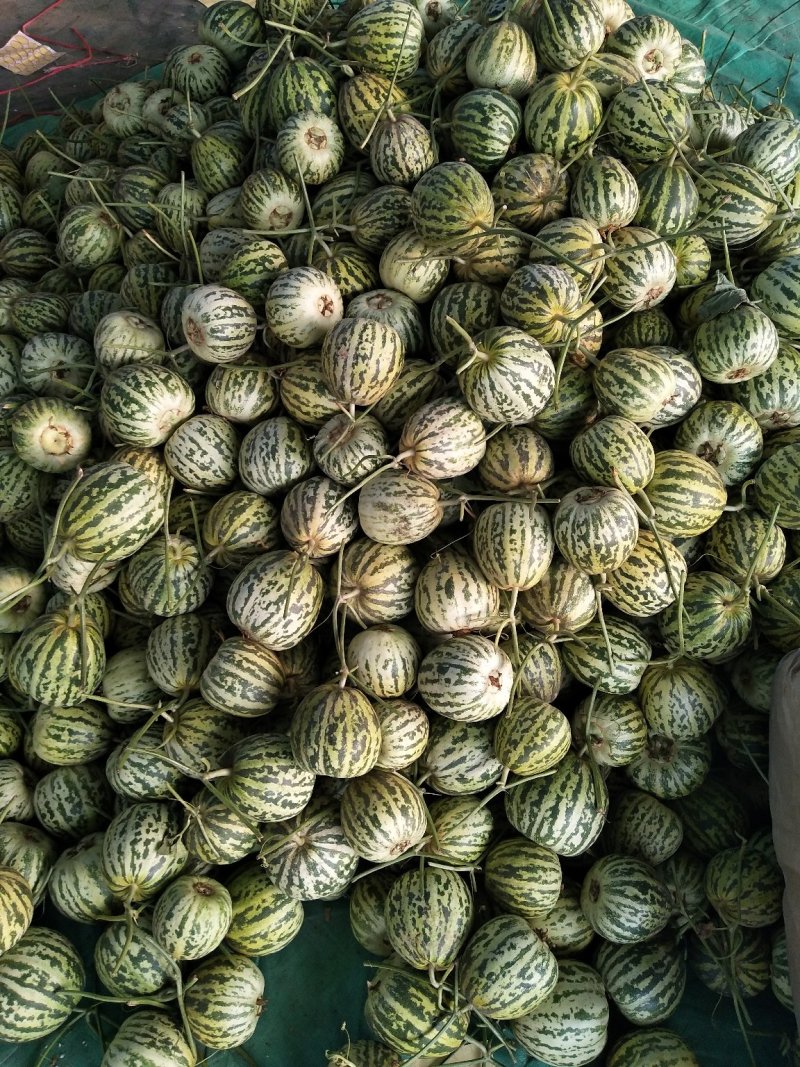 甜瓜，花蕾甜瓜皮薄肉厚香甜