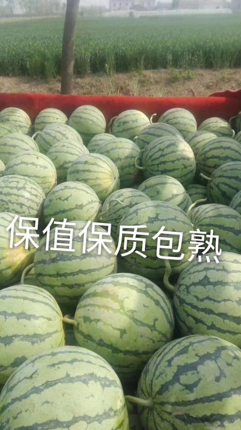 【热卖中】直升苗8424西瓜糖分高产地直发6斤起