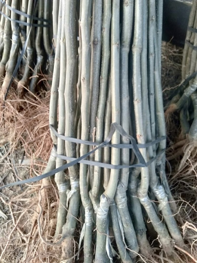 嫁接早熟大红袍油板栗苗广西桂林早熟大红袍油栗包邮