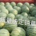 【大棚西瓜】江苏冰糖麒麟西瓜大量上市中欢迎采购