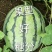 【大棚西瓜】江苏冰糖麒麟西瓜大量上市中欢迎采购