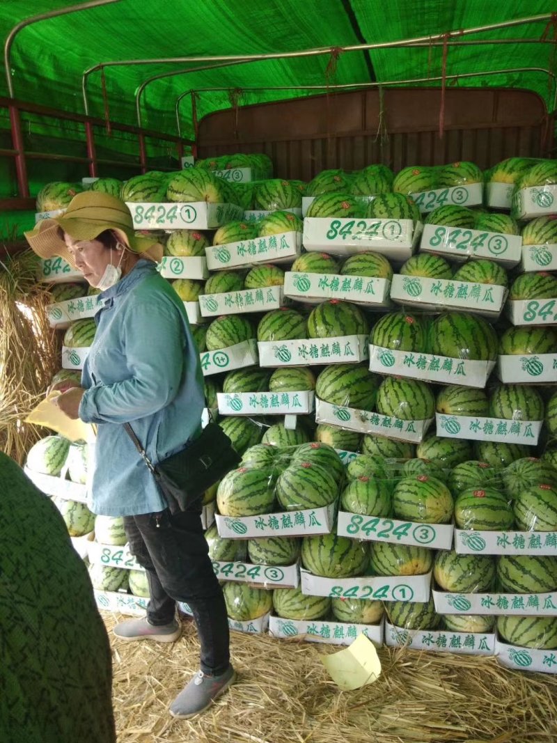 【大棚西瓜】江苏冰糖麒麟西瓜大量上市中欢迎采购