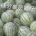江苏美都冰糖西瓜大量上市中甘甜可口皮薄果型好产地直发