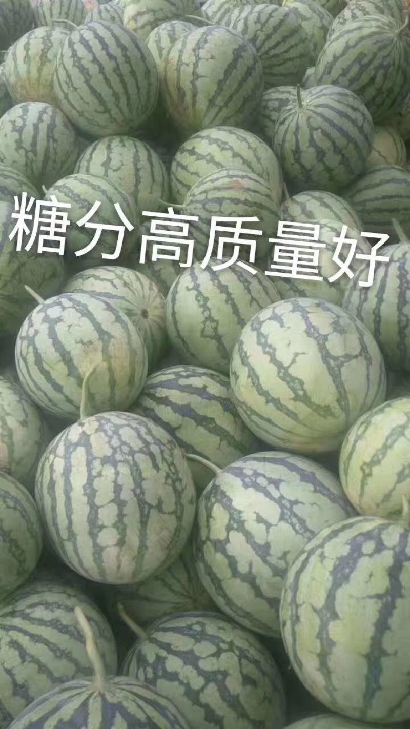 江苏美都冰糖西瓜大量上市中甘甜可口皮薄果型好产地直发