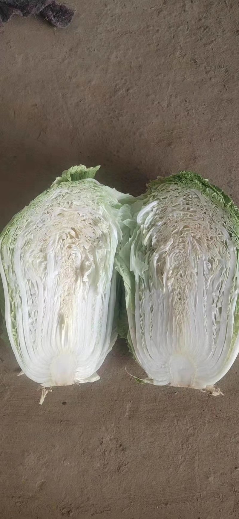 青杂三号6斤