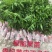 黑黄皮树苗果树苗嫁接无核黄皮苗鸡心黄皮苗贵妃黄皮苗