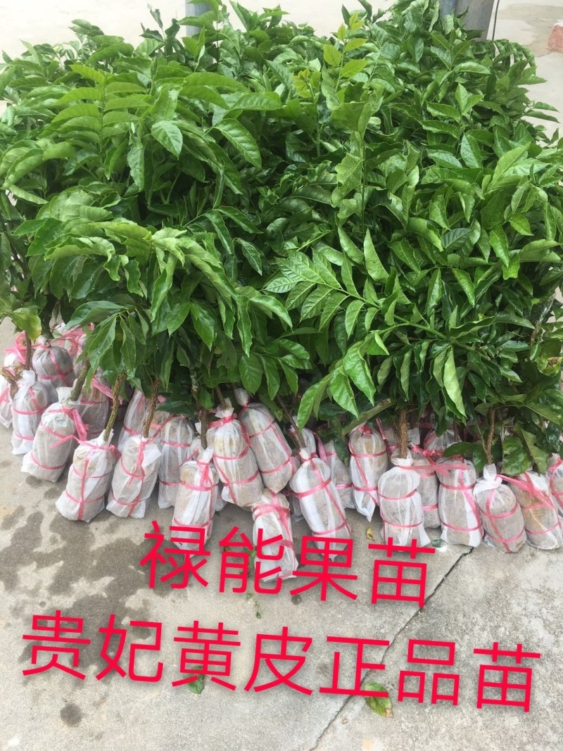 黑黄皮树苗果树苗嫁接无核黄皮苗鸡心黄皮苗贵妃黄皮苗