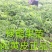 黑黄皮树苗果树苗嫁接无核黄皮苗鸡心黄皮苗贵妃黄皮苗