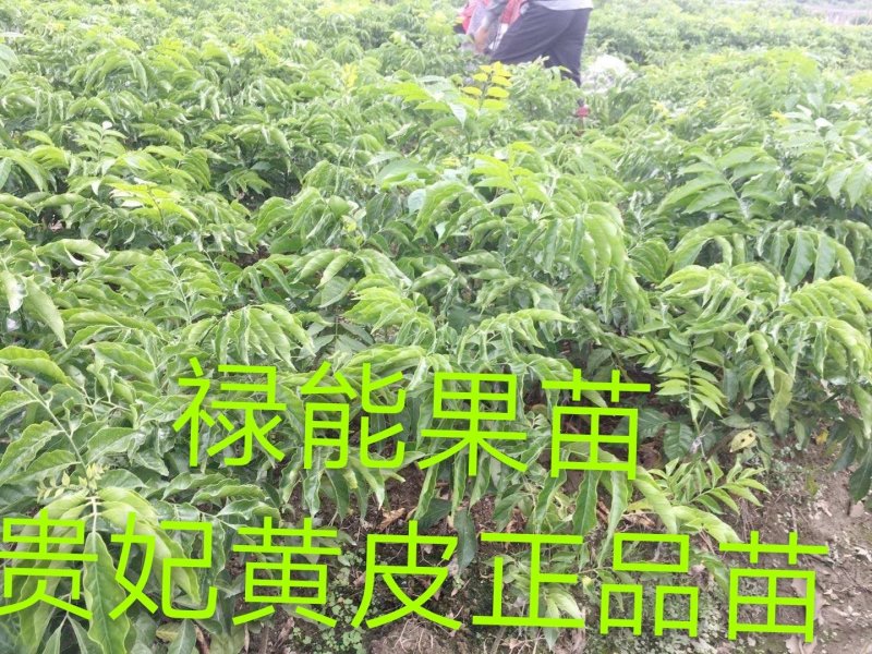 黑黄皮树苗果树苗嫁接无核黄皮苗鸡心黄皮苗贵妃黄皮苗
