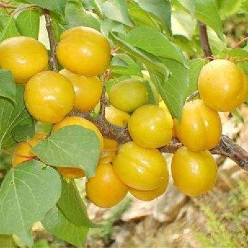 果树苗珍珠油杏苗嫁接杏子苗石匣珍珠杏子树当年结果南北
