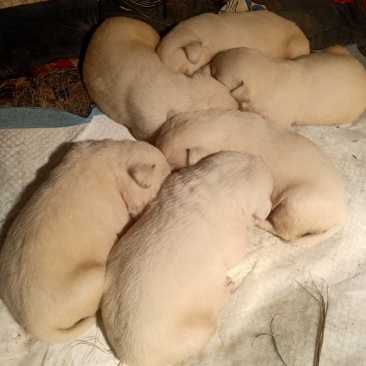 拉不拉多犬