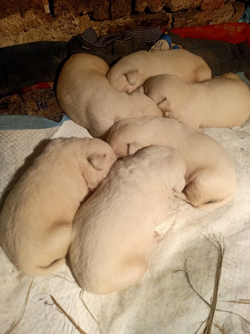 拉不拉多犬