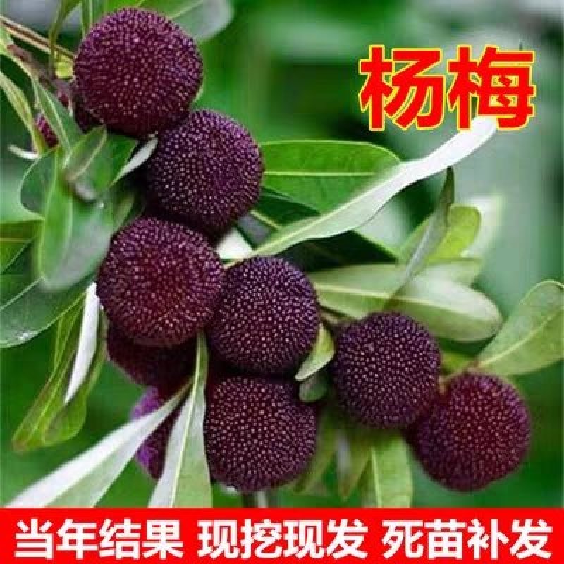 嫁接东魁杨梅苗品种齐全现挖现发死苗补发全国包邮