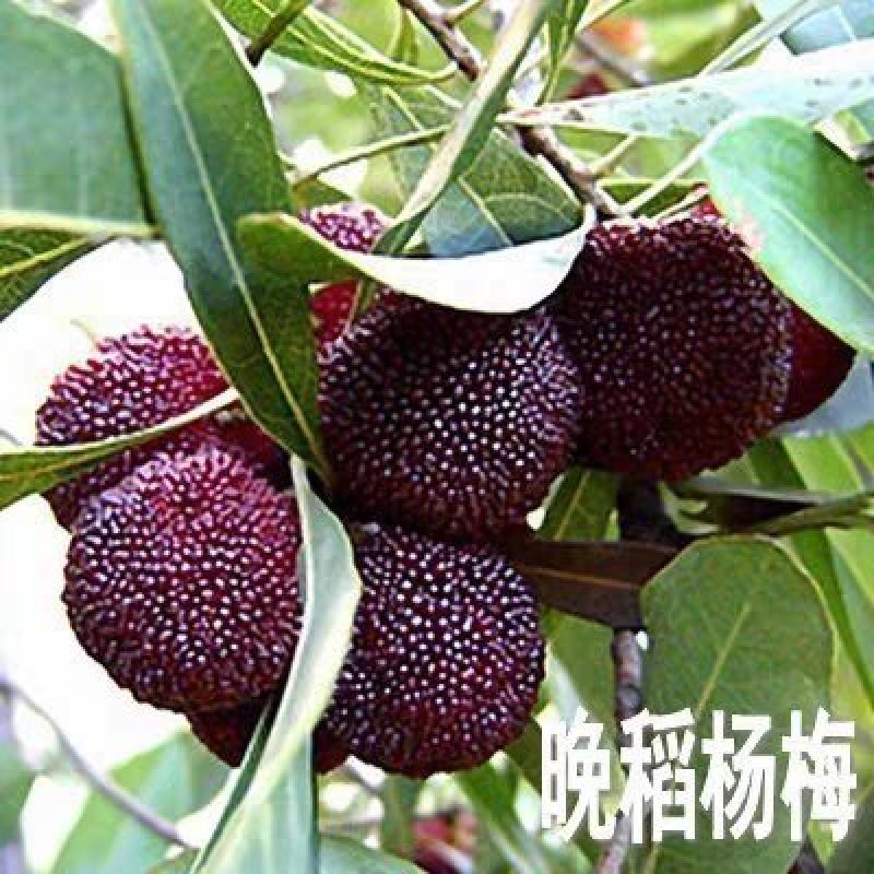 嫁接东魁杨梅苗品种齐全现挖现发死苗补发全国包邮