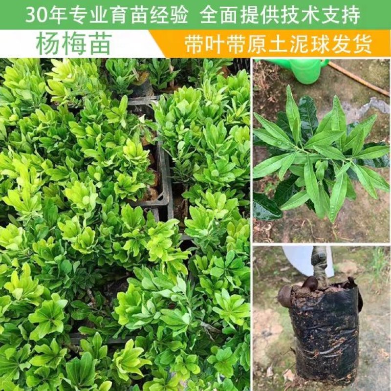 嫁接东魁杨梅苗品种齐全现挖现发死苗补发全国包邮