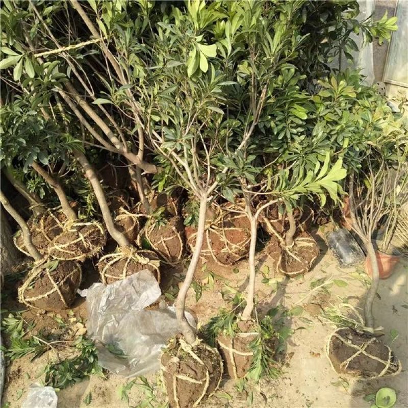 嫁接东魁杨梅苗品种齐全现挖现发死苗补发全国包邮