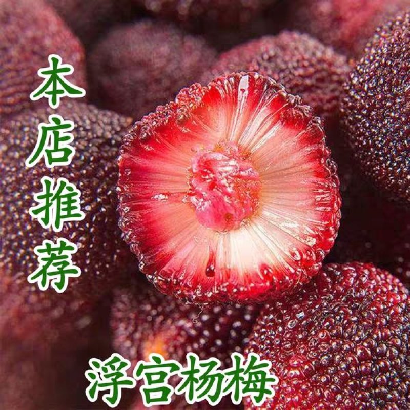嫁接东魁杨梅苗品种齐全现挖现发死苗补发全国包邮