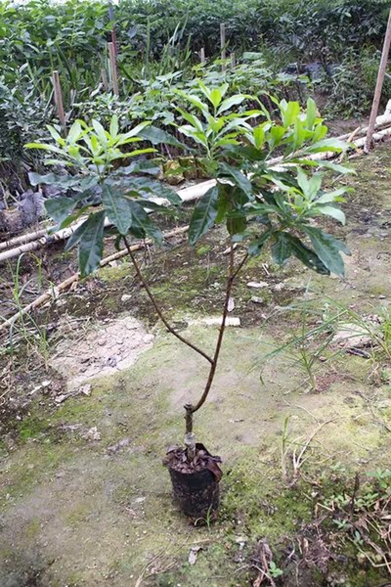 嫁接东魁杨梅苗品种齐全现挖现发死苗补发全国包邮