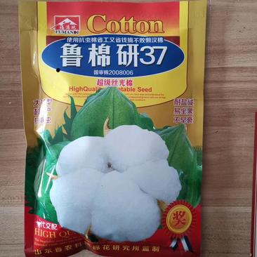 【优质】棉花种子高品质丝光棉懒汉棉