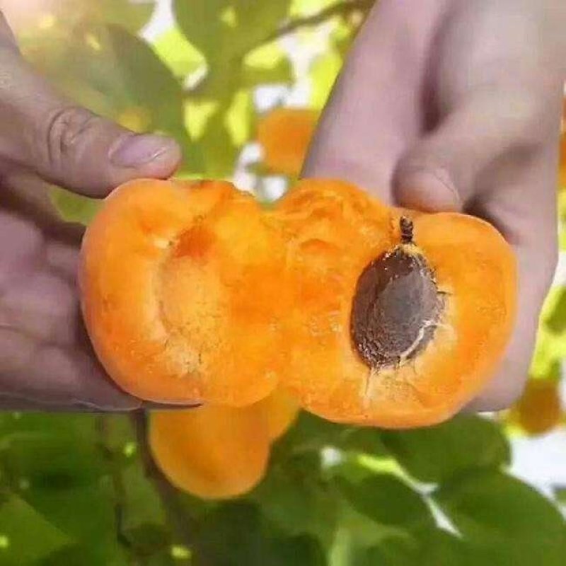 嫁接凯特杏苗树特大黄红梅杏苗盆栽地栽庭院南北方种植大巨蜜