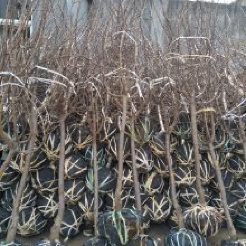 嫁接凯特杏苗树特大黄红梅杏苗盆栽地栽庭院南北方种植大巨蜜