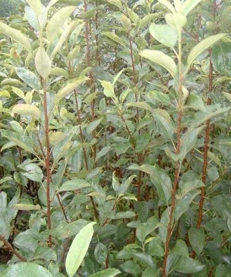 嫁接凯特杏苗树特大黄红梅杏苗盆栽地栽庭院南北方种植大巨蜜
