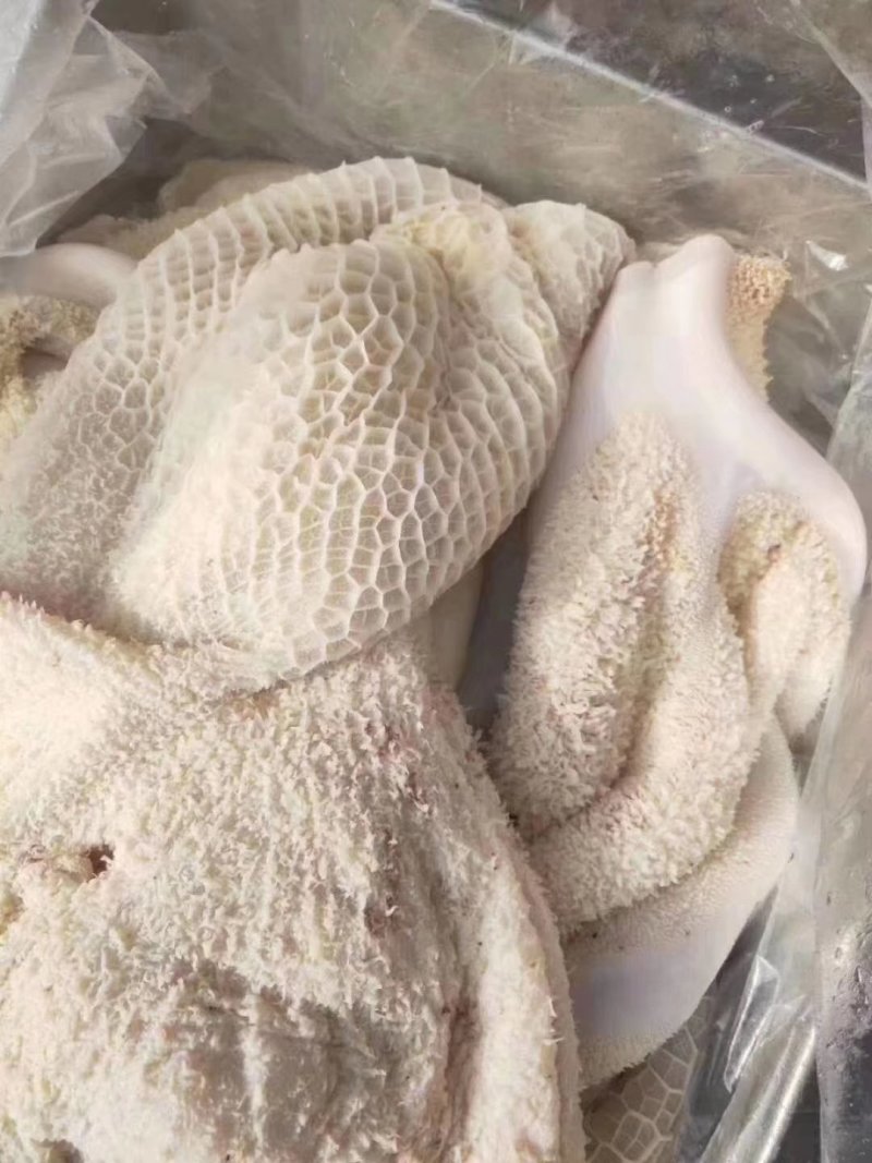 牛肚源头厂家适合炒菜黄焖牛肚凉拌肚