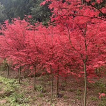 基地出售日本红枫:红舞姬