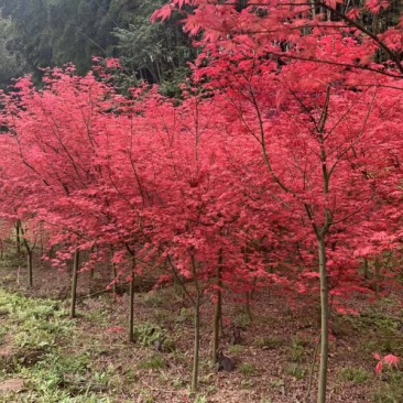 基地出售日本红枫:红舞姬