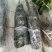 爱莎枝条，华美1号柑橘枝条，鲜枝条批发