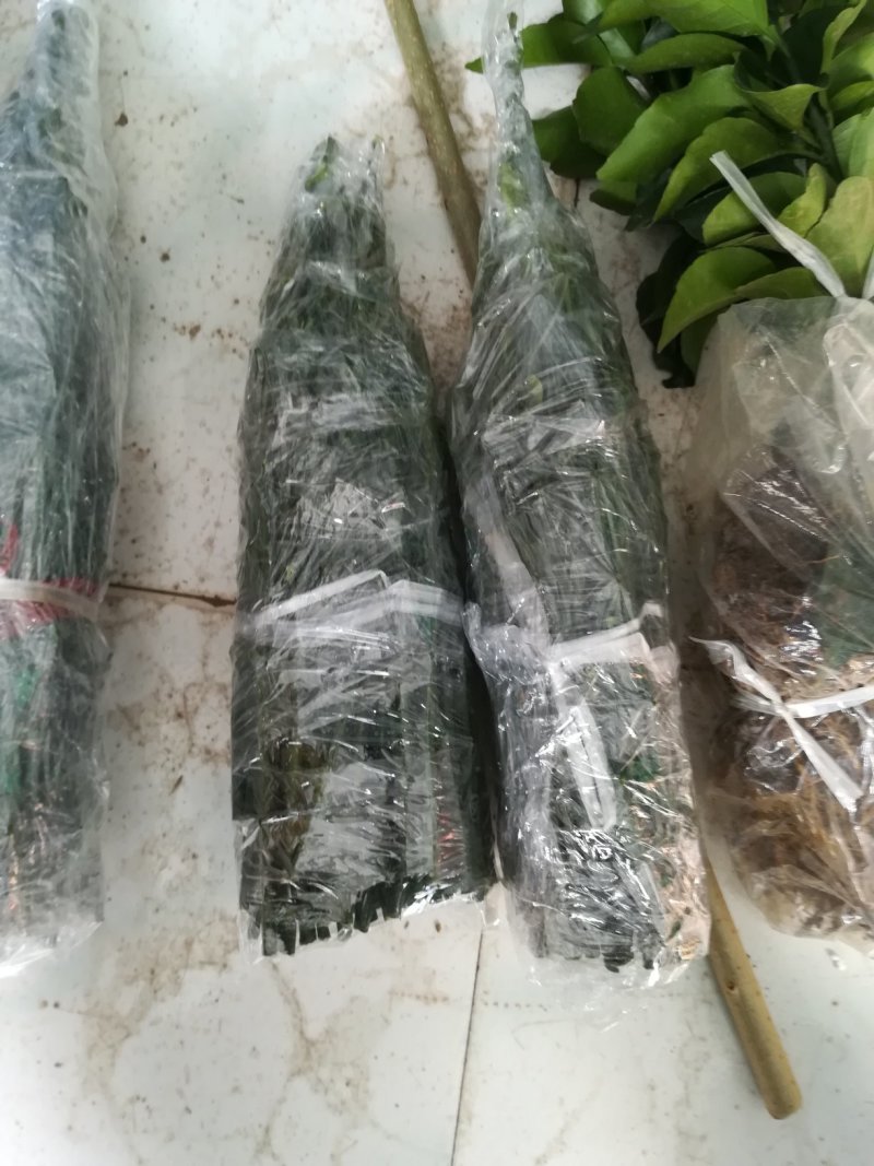 爱莎枝条，华美1号柑橘枝条，鲜枝条批发