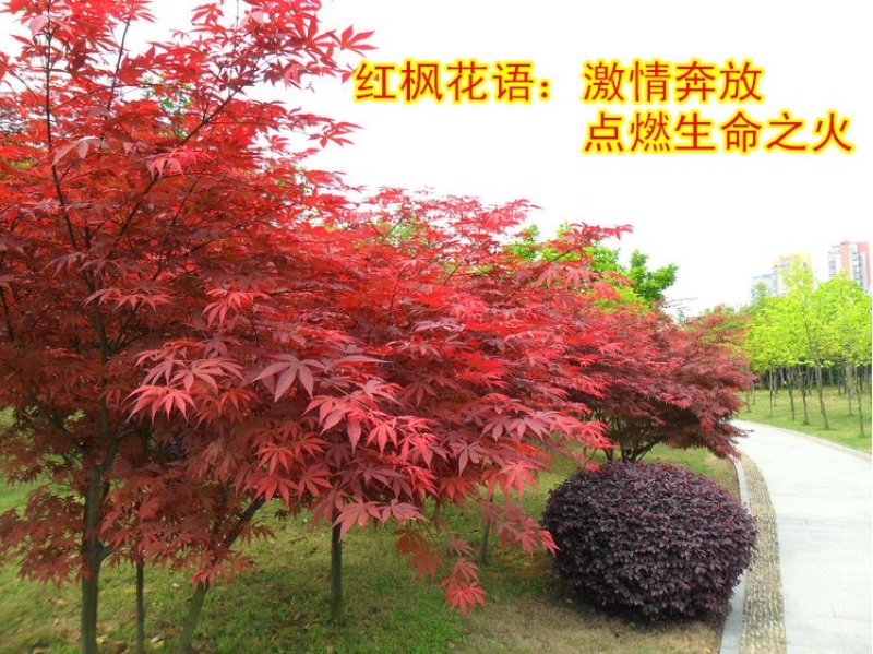 红枫精品日本红枫颜色鲜红现挖现卖包成活自产自销