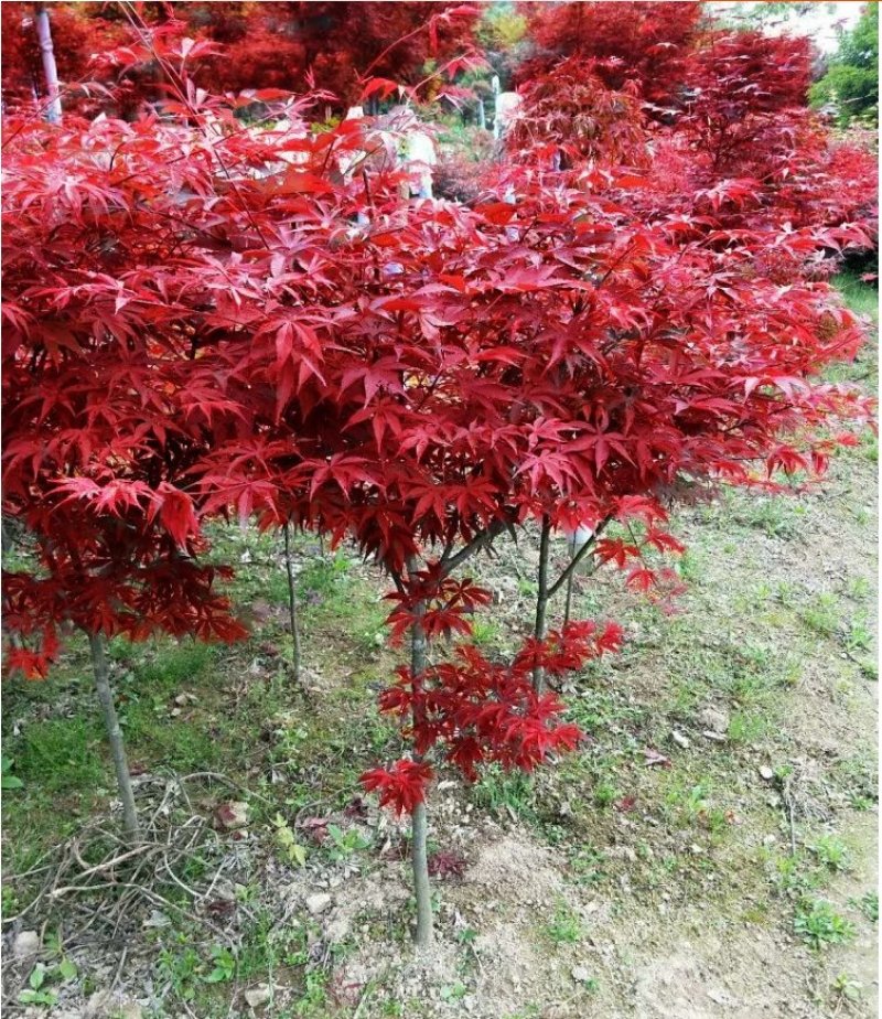红枫精品日本红枫颜色鲜红现挖现卖包成活自产自销