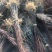 红枫精品日本红枫颜色鲜红现挖现卖包成活自产自销