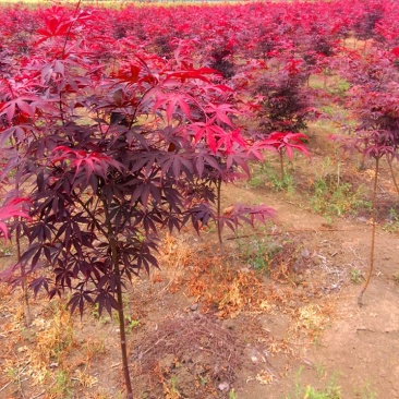 红枫精品日本红枫颜色鲜红现挖现卖包成活自产自销