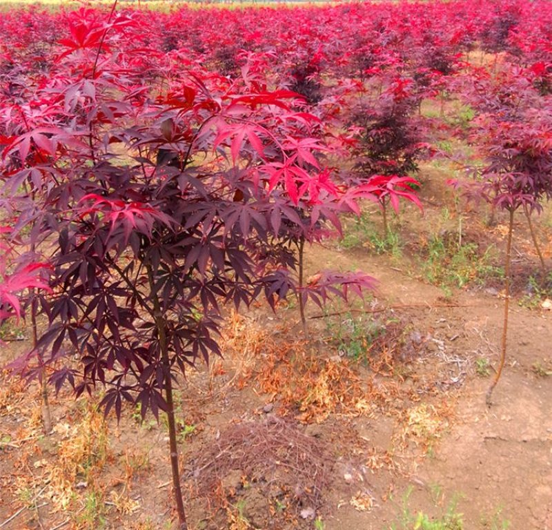 红枫精品日本红枫颜色鲜红现挖现卖包成活自产自销
