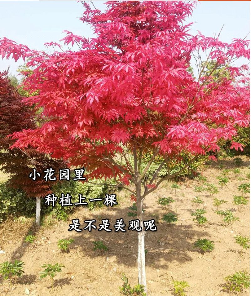 红枫精品日本红枫颜色鲜红现挖现卖包成活自产自销