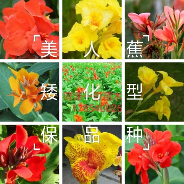 美人蕉，精品矮化美人蕉，保成活，保品种，保证质量