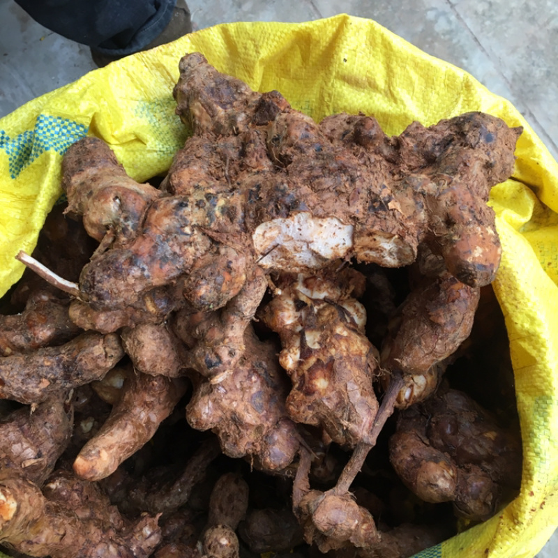 土茯苓，新鲜野生黄泥土茯苓、